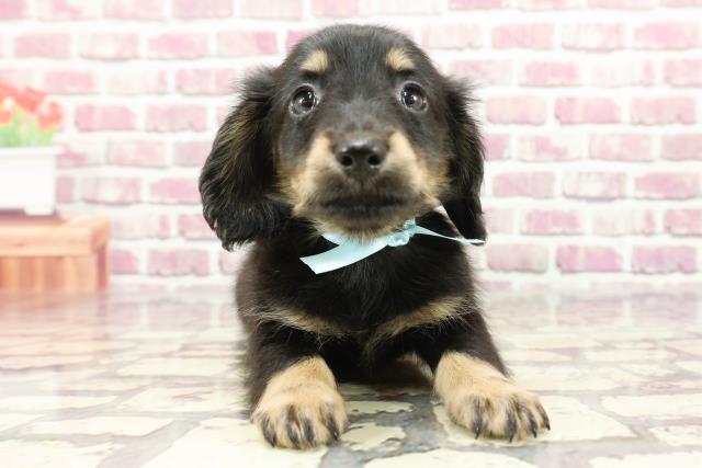 北海道のミニチュアダックスフンド(ロング) (Coo&RIKU函館店/2024年2月24日生まれ/男の子/ブラックタン)の子犬