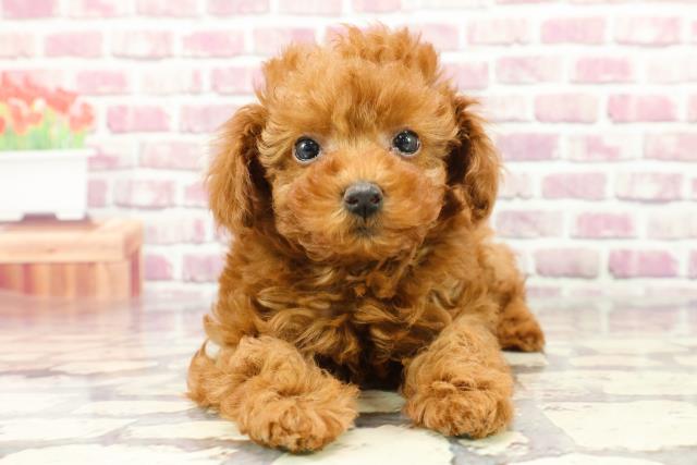 東京都のトイプードル(トイ) (Coo&RIKU板橋店/2024年2月22日生まれ/男の子/レッド)の子犬