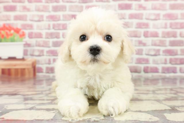 北海道のビションフリーゼ (Coo&RIKU釧路店/2024年2月24日生まれ/女の子/ホワイト)の子犬