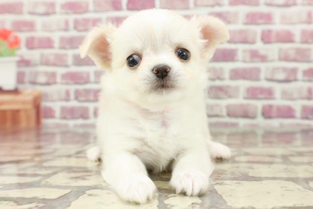 福島県のチワワ(ロング) (Coo&RIKU福島店/2024年2月23日生まれ/女の子/ホワイトクリーム)の子犬