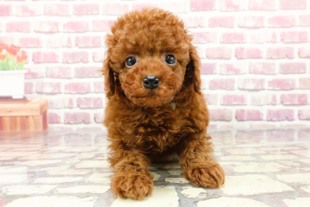 東京都のトイプードル(トイ) (Coo&RIKU大久保店/2024年2月23日生まれ/男の子/レッド)の子犬