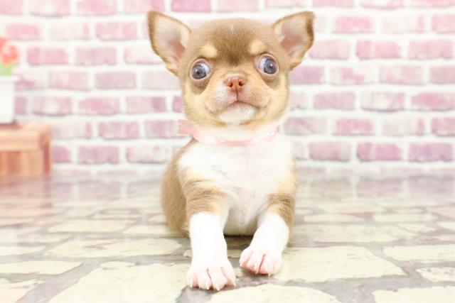 東京都のチワワ(スムース) (Coo&RIKU吉祥寺店/2024年2月24日生まれ/女の子/チョコレートタンホワイト)の子犬