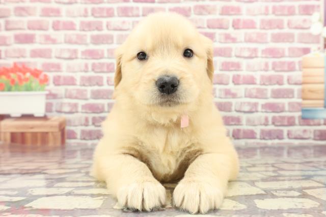 東京都のゴールデンレトリバー (Coo&RIKU練馬店/2024年2月24日生まれ/女の子/ゴールデン)の子犬