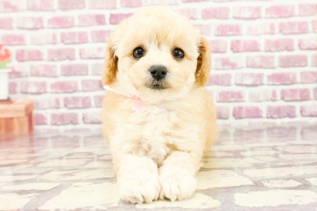 東京都のトイプードル(トイ) (Coo&RIKU東久留米店/2024年2月24日生まれ/女の子/アプリコット)の子犬