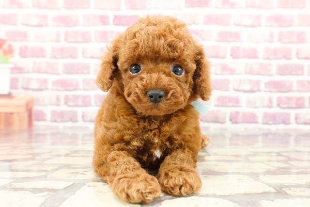 東京都のトイプードル(トイ) (Coo&RIKU東久留米店/2024年2月20日生まれ/男の子/レッド)の子犬