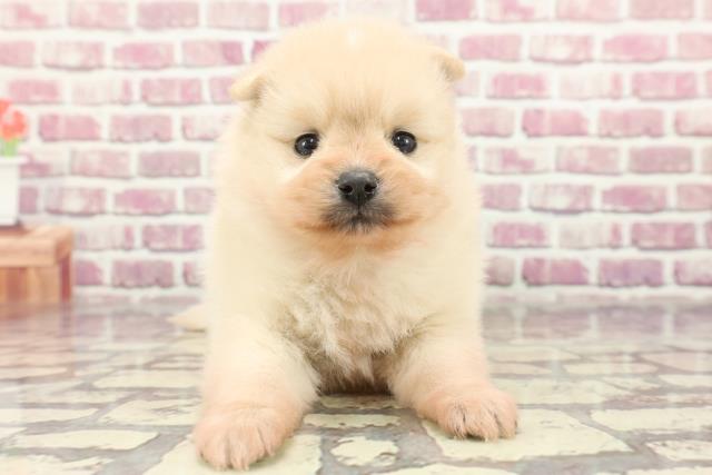 東京都のポメラニアン (Coo&RIKU池袋西口店/2024年2月24日生まれ/女の子/クリーム)の子犬