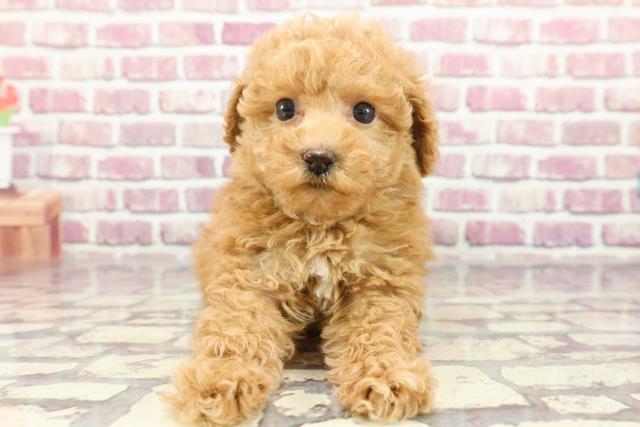 千葉県のトイプードル(トイ) (Coo&RIKU東船橋店/2024年2月24日生まれ/女の子/アプリコット)の子犬