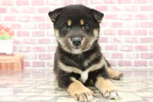 富山県の柴犬(標準サイズ) (Coo&RIKU富山店/2024年2月24日生まれ/男の子/黒)の子犬