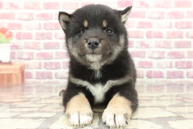 広島県の柴犬(標準サイズ) (Coo&RIKU福山店/2024年2月24日生まれ/男の子/黒)の子犬