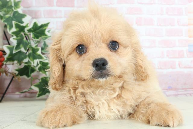 福岡県のハーフ犬 (Coo&RIKU大牟田店/2024年2月18日生まれ/男の子/クリーム)の子犬