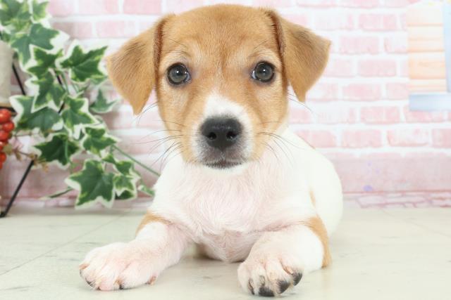 福岡県のジャックラッセルテリア (Coo&RIKU久留米店/2024年2月14日生まれ/女の子/ホワイトタン)の子犬