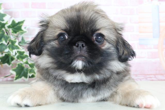兵庫県のペキニーズ (Coo&RIKU三木店/2024年2月24日生まれ/男の子/フォーンホワイト)の子犬