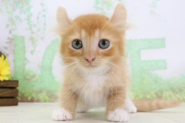 熊本県のアメリカンカール (Coo&RIKU宇土シティモール店/2024年1月24日生まれ/男の子/レッドタビーホワイト)の子猫