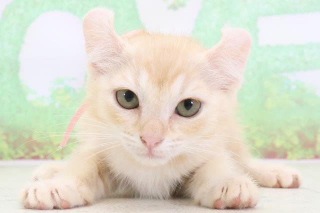 愛媛県のアメリカンカール (Coo&RIKU大洲店/2024年1月24日生まれ/女の子/レッドタビーホワイト)の子猫