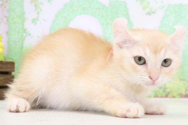 東京都のアメリカンカール (Coo&RIKU高円寺店/2024年1月24日生まれ/女の子/レッドタビーホワイト)の子猫の2枚目の画像