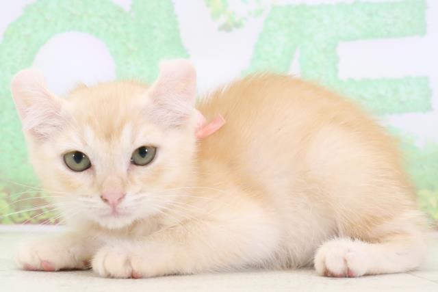 東京都のアメリカンカール (Coo&RIKU高円寺店/2024年1月24日生まれ/女の子/レッドタビーホワイト)の子猫の3枚目の画像