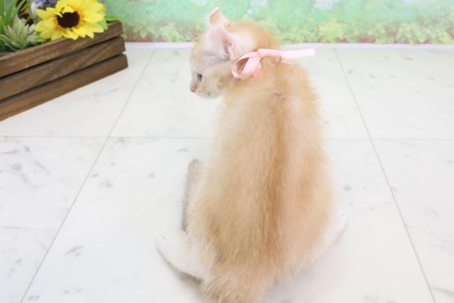 東京都のアメリカンカール (Coo&RIKU高円寺店/2024年1月24日生まれ/女の子/レッドタビーホワイト)の子猫の4枚目の画像