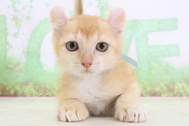 高知県のアメリカンカール (Coo&RIKU高知御座店/2024年1月21日生まれ/男の子/レッドタビーホワイト)の子猫