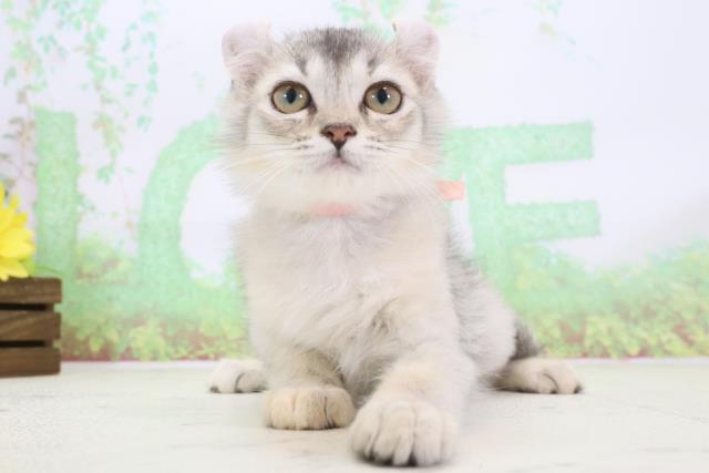 徳島県のアメリカンカール (Coo&RIKU徳島店/2024年1月21日生まれ/女の子/シルバーティックドタビーホワイト)の子猫