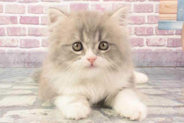 兵庫県のスコティッシュストレート (Coo&RIKU神戸三宮店/2024年2月22日生まれ/男の子/ブルータビーホワイト)の子猫