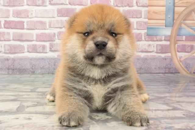 兵庫県のポメ柴(ポメラニアン×柴犬) (Coo&RIKU伊丹店/2024年2月24日生まれ/男の子/赤)の子犬