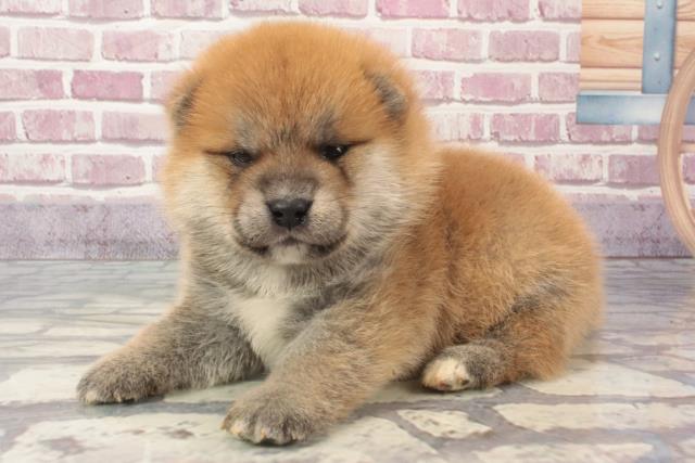 2024年2月24日生まれのポメ柴(ポメラニアン×柴犬)の3枚目の写真