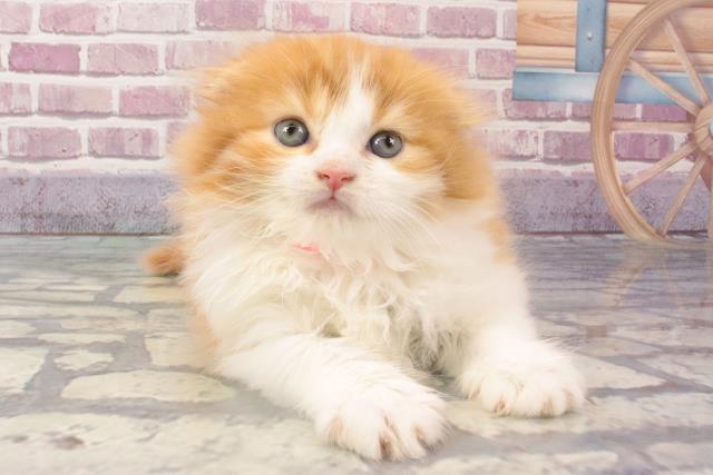 大阪府のスコティッシュフォールド (Coo&RIKU茶屋町店/2024年2月25日生まれ/女の子/レッドホワイト)の子猫