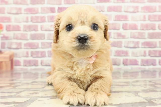 島根県のペキプー(ペキニーズ×プードル) (Coo&RIKU出雲店/2024年2月25日生まれ/女の子/アプリコット)の子犬