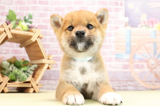 愛知県の柴犬(標準サイズ) (Coo&RIKU豊橋店/2024年2月20日生まれ/男の子/赤)の子犬
