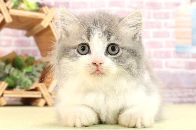 愛知県のスコティッシュフォールド (Coo&RIKU名古屋中川店/2024年2月23日生まれ/女の子/ブルータビーホワイト)の子猫