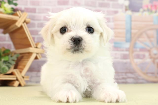 岐阜県のマルチーズ (Coo&RIKU岐阜店/2024年2月25日生まれ/男の子/ホワイト)の子犬