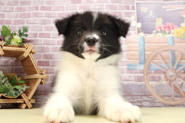 岐阜県のボーダーコリー (Coo&RIKU岐南店/2024年2月24日生まれ/女の子/ブラックホワイト)の子犬