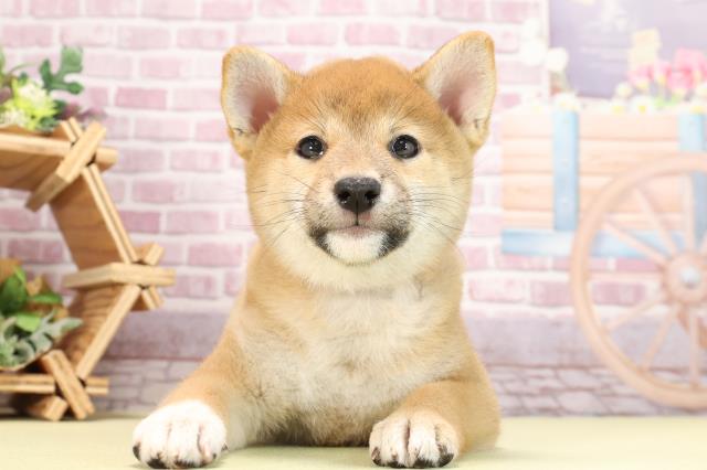三重県の柴犬(標準サイズ) (Coo&RIKU津高茶屋店/2024年2月21日生まれ/女の子/赤)の子犬
