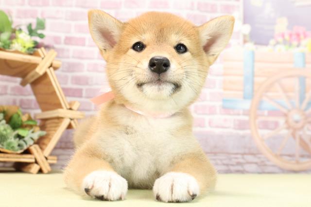 静岡県の柴犬(標準サイズ) (Coo&RIKU掛川店/2024年2月21日生まれ/女の子/赤)の子犬