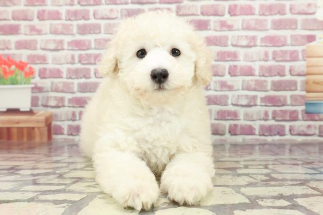 千葉県のトイプードル(トイ) (Coo&RIKU南柏店/2024年2月20日生まれ/男の子/クリーム)の子犬