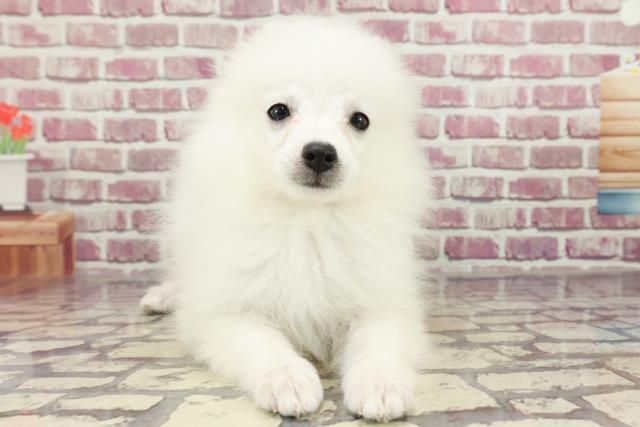 千葉県の日本スピッツ (Coo&RIKU南柏店/2024年1月31日生まれ/女の子/ホワイト)の子犬