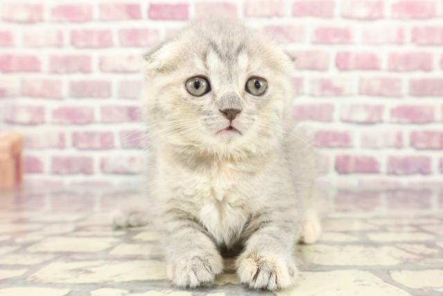 東京都のスコティッシュフォールド (Coo&RIKU立川店/2024年2月25日生まれ/女の子/ブルーパッチドタビー)の子猫