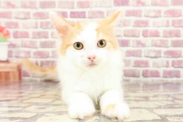 福島県のメインクーン (Coo&RIKU福島店/2024年1月12日生まれ/女の子/レッドタビーホワイト)の子猫