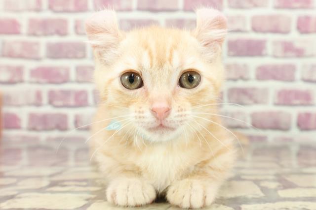 栃木県のキンカロー (Coo&RIKU宇都宮店/2024年2月5日生まれ/男の子/レッドタビー)の子猫