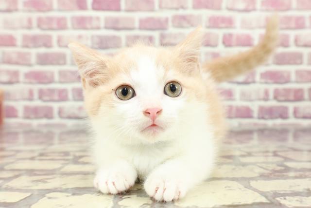 山形県のマンチカン (Coo&RIKUイオンタウン酒田店/2024年2月17日生まれ/男の子/クリームホワイト)の子猫