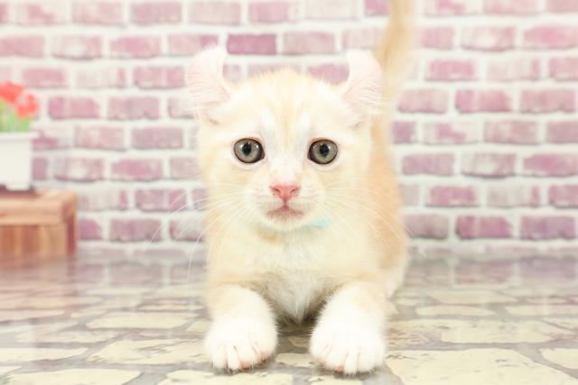茨城県のアメリカンカール (Coo&RIKU筑西店/2024年2月21日生まれ/男の子/レッドタビー)の子猫