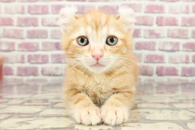 茨城県のアメリカンカール (Coo&RIKU石岡店/2024年2月21日生まれ/男の子/レッドタビー)の子猫