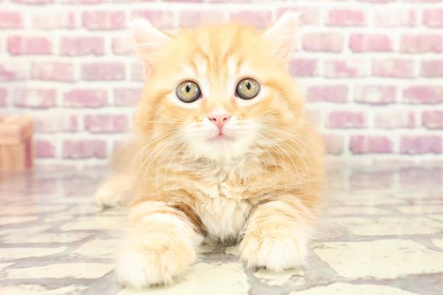 栃木県のマンチカン (Coo&RIKUイオンタウン佐野店/2024年2月25日生まれ/女の子/レッドタビー)の子猫