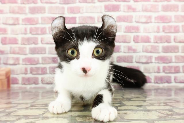 福島県のアメリカンカール (Coo&RIKU郡山店/2024年1月16日生まれ/男の子/ブラックホワイト)の子猫