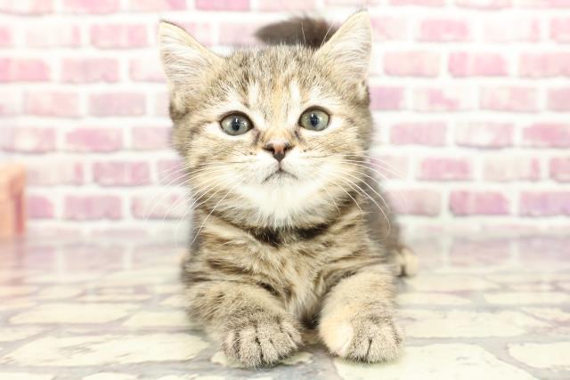 茨城県のミヌエット (Coo&RIKU石岡店/2024年2月15日生まれ/女の子/ブラウンパッチドタビー)の子猫