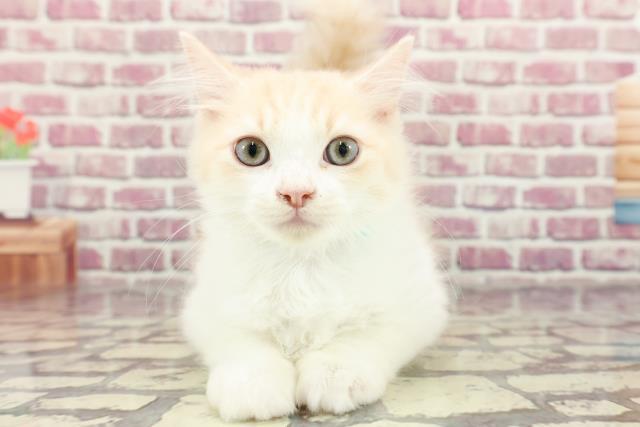 長野県のラガマフィン (Coo&RIKU綿半諏訪店/2024年1月11日生まれ/男の子/クリームホワイト)の子猫