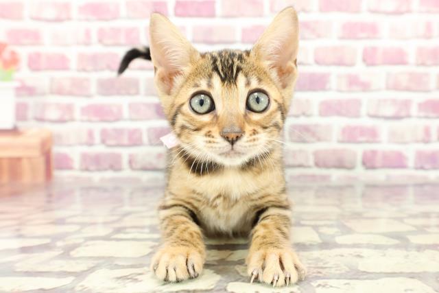 群馬県のベンガル (Coo&RIKU前橋店/2024年2月12日生まれ/女の子/ブラウンスポットタビー)の子猫