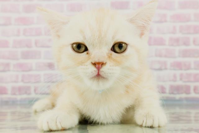 愛知県のミヌエット (Coo&RIKU名古屋中川店/2024年2月7日生まれ/男の子/レッドマッカレルタビー)の子猫