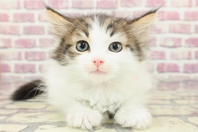 東京都のノルウェージャンフォレストキャット (Coo&RIKU練馬店/2024年2月24日生まれ/女の子/ブラウンタビーホワイト)の子猫