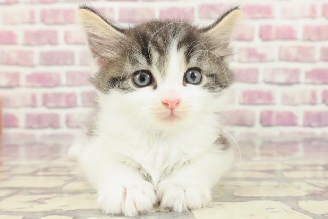 東京都のノルウェージャンフォレストキャット (Coo&RIKU板橋店/2024年2月26日生まれ/男の子/ブラウンタビーホワイト)の子猫